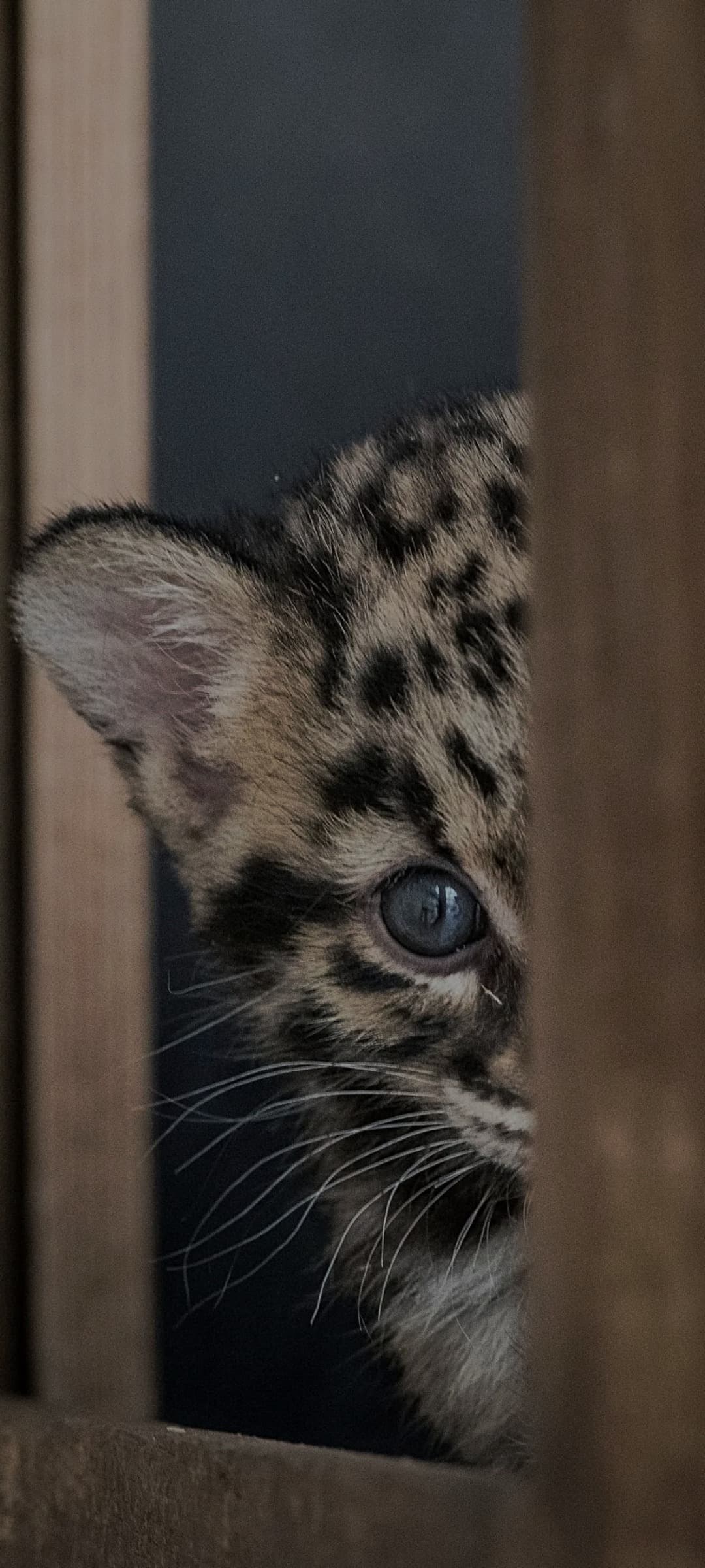 Profil de Aurélien, 29 ans, Rencontre Asiatique à Birwinken (Thurgovie)